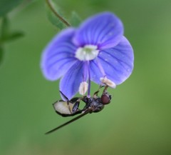 Sphegina