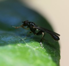 Sphegina