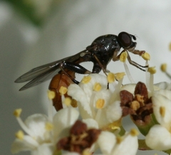 Sphegina sibirica