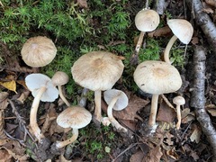 Inocybe sindonia