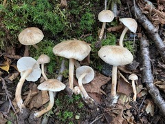 Inocybe sindonia