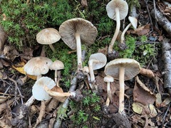 Inocybe sindonia