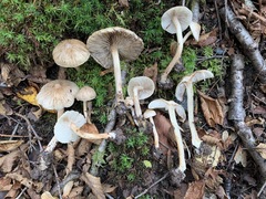 Inocybe sindonia