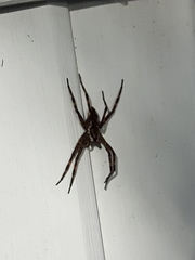 Dolomedes scriptus