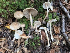 Inocybe sindonia