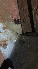 Steatoda grossa