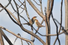 Cisticola nigriloris