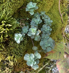 Sedum ternatum