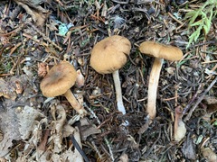 Cortinarius fulvescens