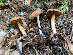 Cortinarius fulvescens