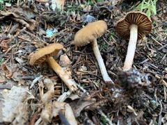 Cortinarius fulvescens