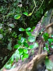 Peperomia trifolia, photograph Guillaume Delaitre, CC BY, iNaturalist via GBIF