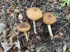 Cortinarius fulvescens