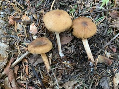 Cortinarius fulvescens