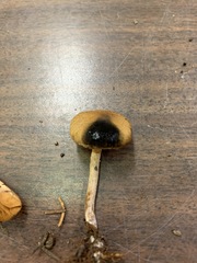 Cortinarius fulvescens