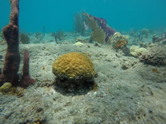 Dichocoenia stokesii