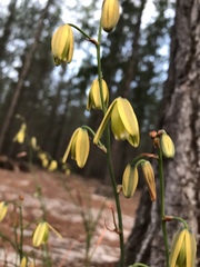 Albuca juncifolia