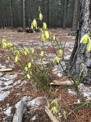 Albuca juncifolia