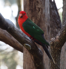 Australian King-Parrot photo 2