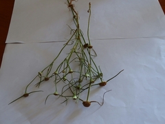 Spermacoce filifolia image