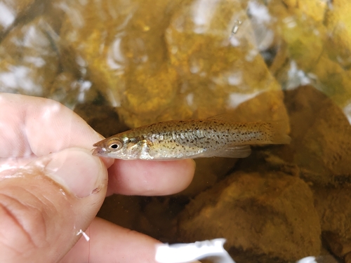 Speckled killifish (Fundulus rathbuni) — Fundulidae — 2