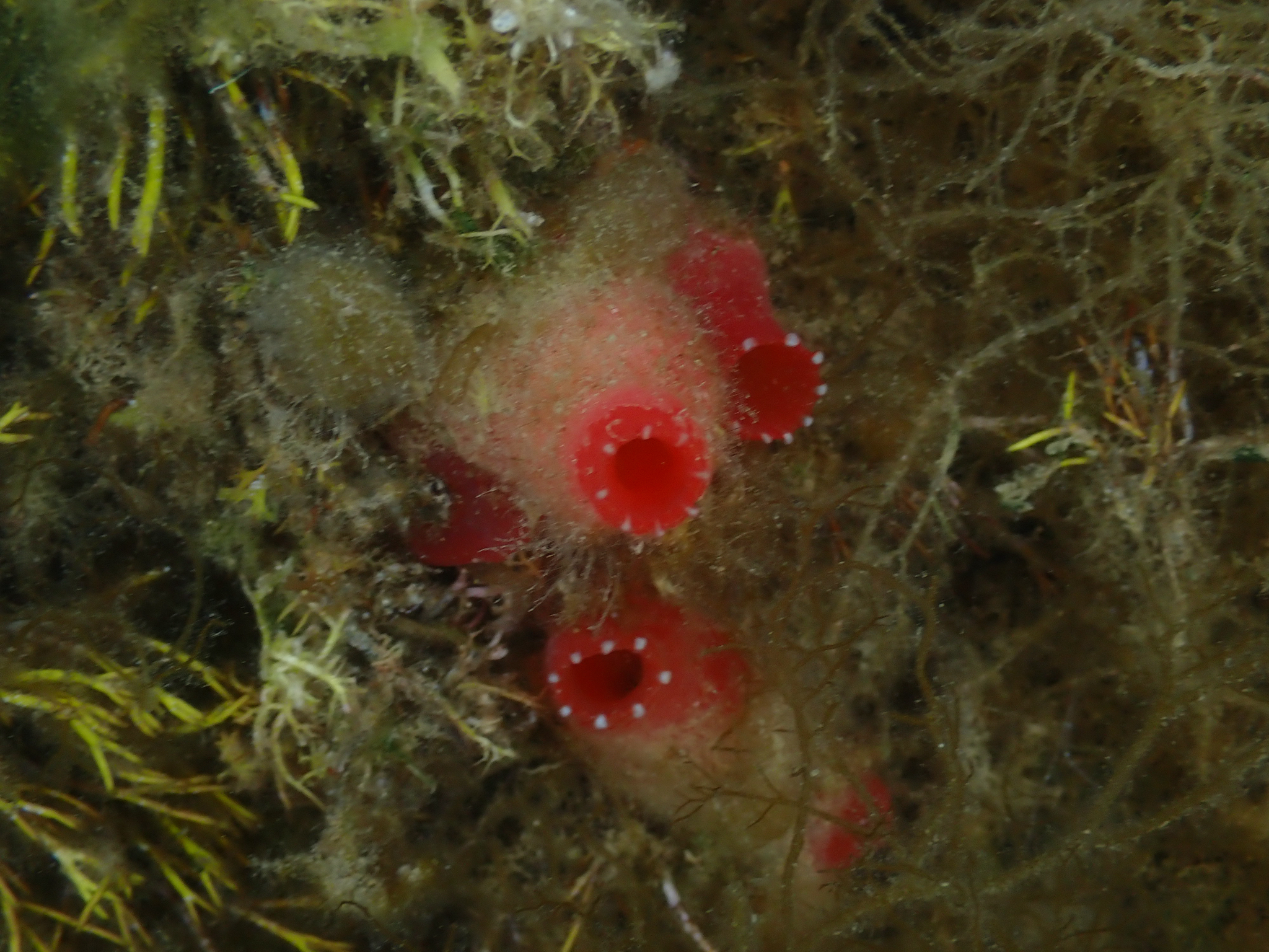 Ascidia mentula Müller, 1776