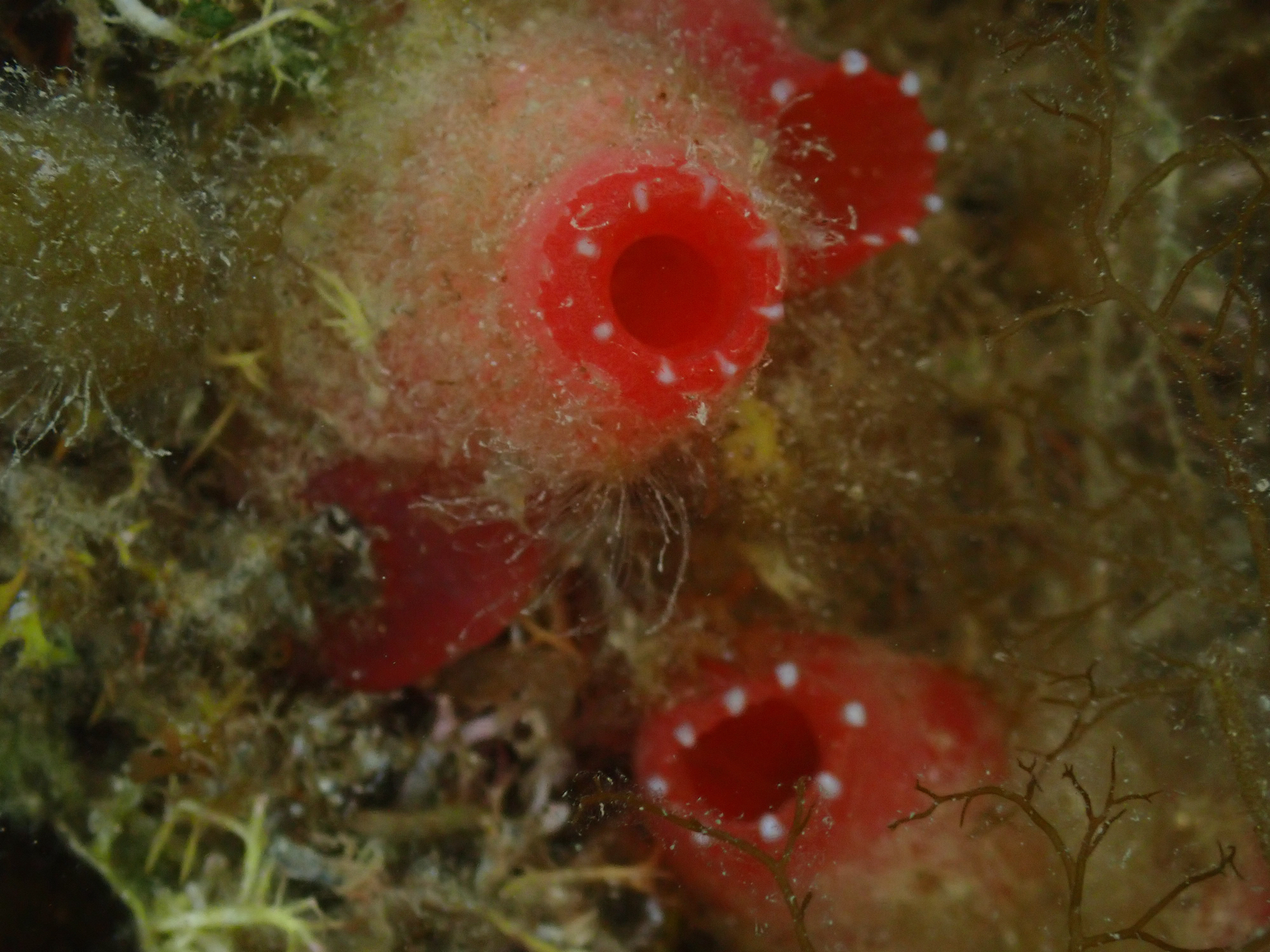 Ascidia mentula Müller, 1776