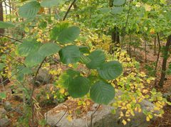 Frangula alnus