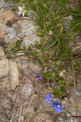 Veronica fruticans