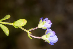 Veronica fruticans
