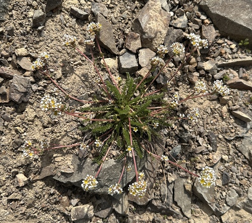 Utah Mousetail (Ivesia utahensis)