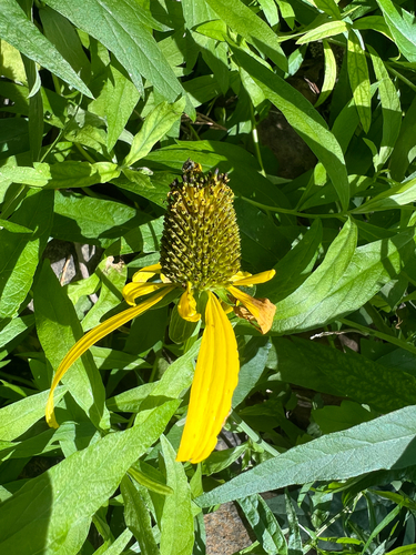 klamath cone-flower (Rudbeckia klamathensis)