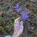 Georgia Aster - Photo (c) mattscparks, some rights reserved (CC BY-NC)