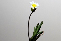 Brachyscome lineariloba