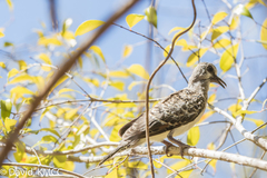 Oena capensis aliena