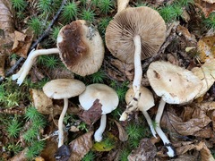 Inocybe sindonia
