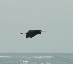 Egretta gularis