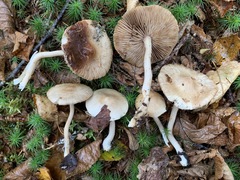 Inocybe sindonia