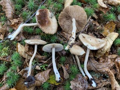 Inocybe sindonia
