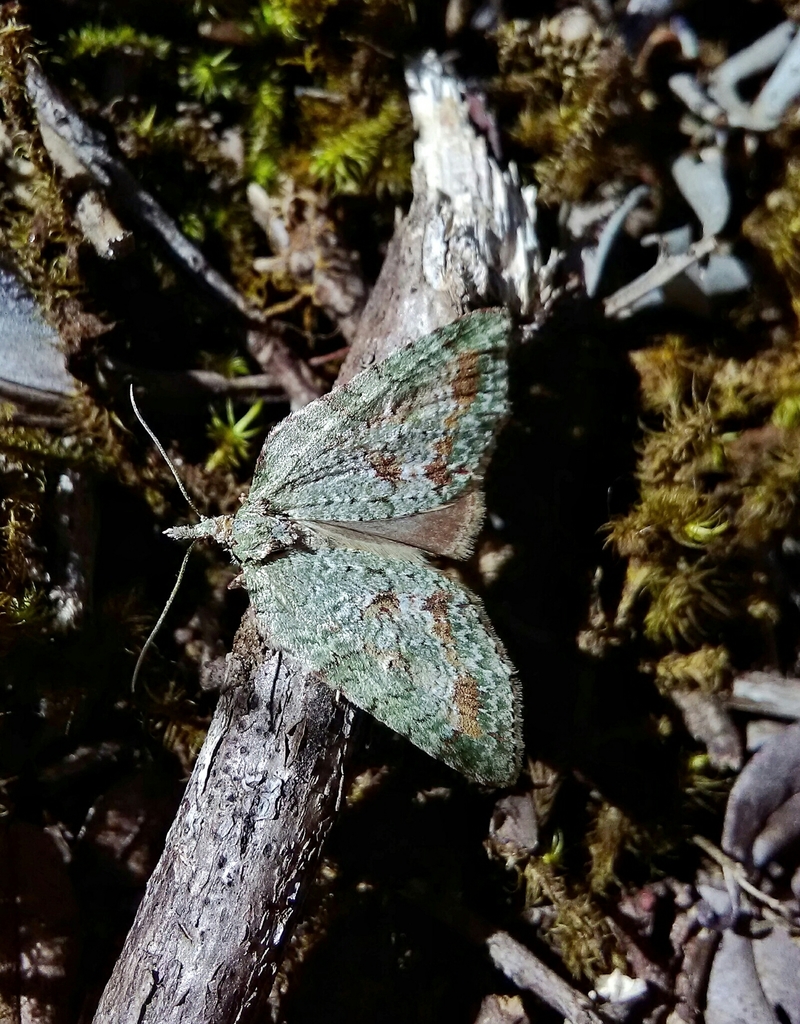 Hoplosauris