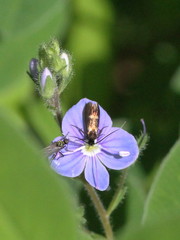 Cauchas fibulella