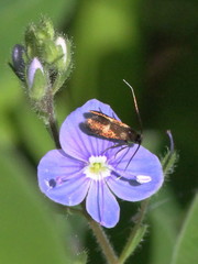 Cauchas fibulella