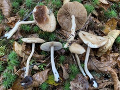 Inocybe sindonia