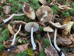 Inocybe sindonia