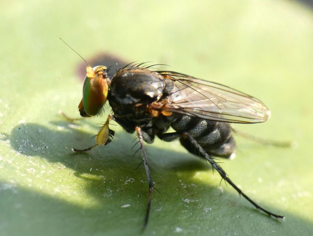 Tachytrechus laticrus