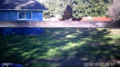 Coccothraustes vespertinus brooksi