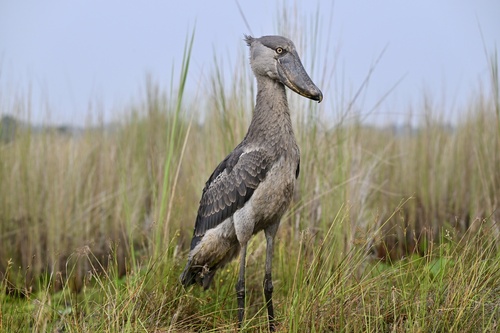 Shoebill (Balaeniceps rex), photo 6