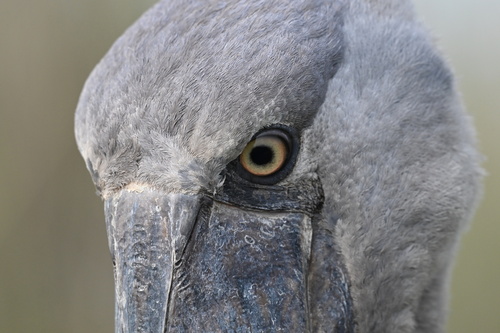 Shoebill (Balaeniceps rex), photo 5