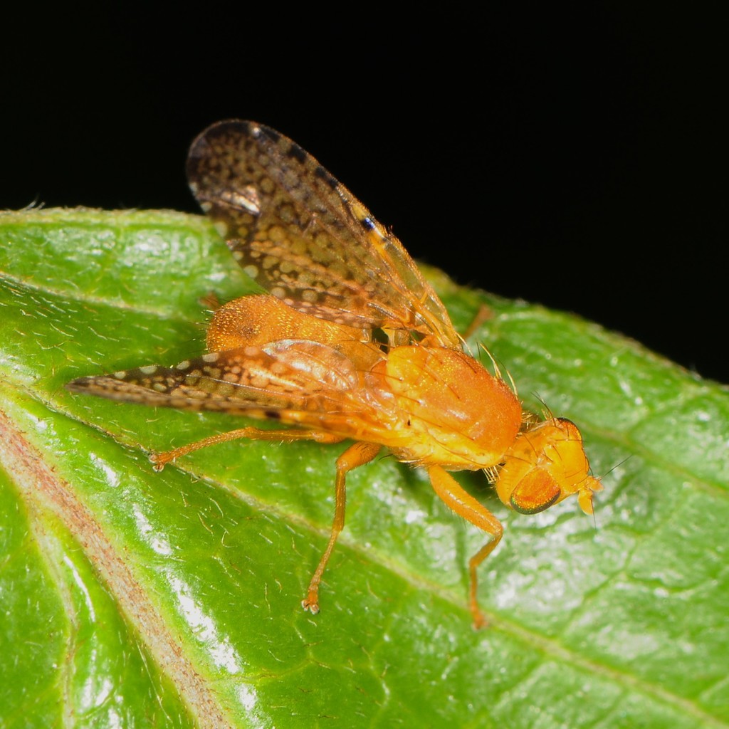 Icterica circinata