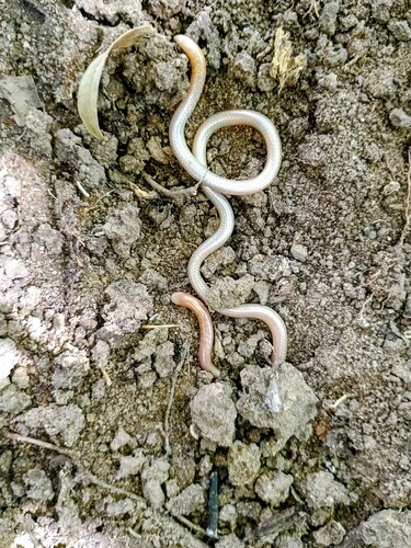 Mato Grosso Blind Snake